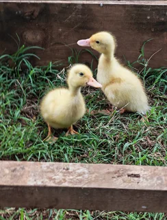 Quacker Ducklings