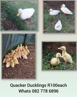 Quacker Ducklings