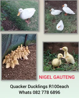 Quackers Ducks