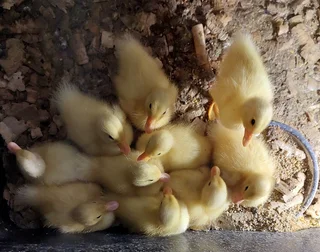 Quacker ducklings