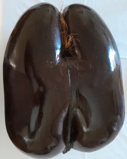 COCO DE MER polished vintage seed for sale