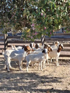 Goats for sale