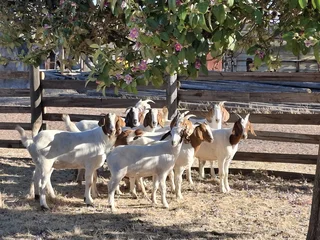 Goats for sale