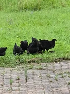 Copper Maran chickens