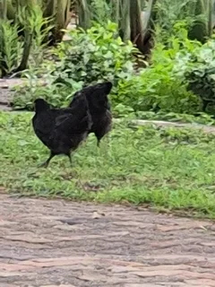 Copper Maran chickens