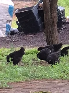 Copper Maran chickens