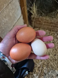 Copper Maran chickens