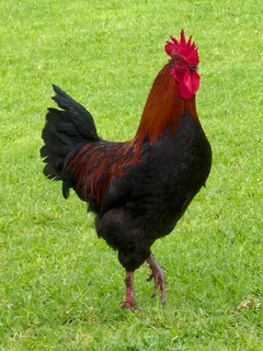 Copper Maran chickens