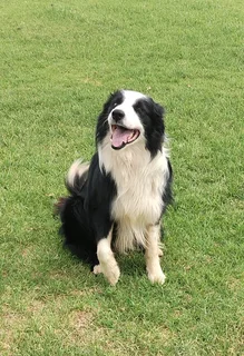 border collies