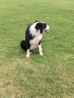 border collies