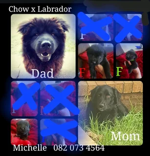 Chow x Labrador puppies