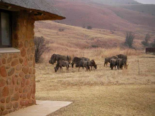 Own a share in a 10 Sleeper Lodge in Doornkop Fish &amp; Wildlife Reserve