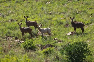 Own a share in a 10 Sleeper Lodge in Doornkop Fish &amp; Wildlife Reserve