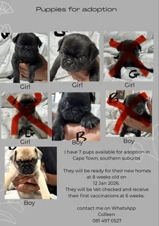 Pug Pupp - Ad posted by CVS