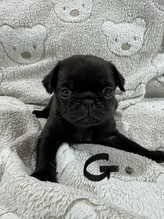 Pug Pupp - Ad posted by CVS