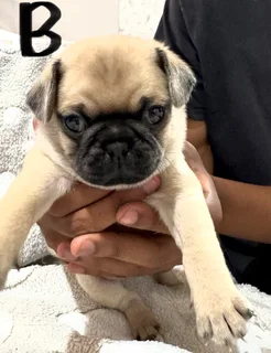 Pug Pupp - Ad posted by CVS