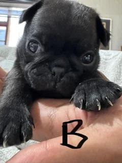 Pug Pupp - Ad posted by CVS