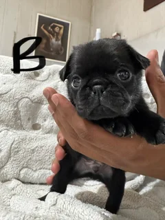 Pug Pupp - Ad posted by CVS