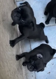 Pug puppies available for a
