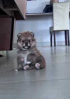 Purebred Pomeranian (Toy Pom) puppies for sale.
