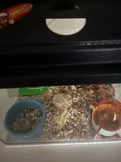 Hams - Ad posted by reonoori