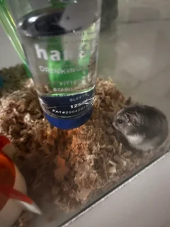 Hams - Ad posted by reonoori