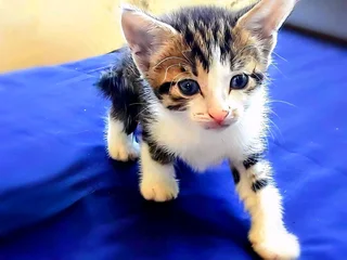 Kittens Available for Sale