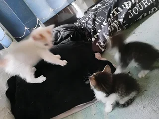 Kittens Available for Sale