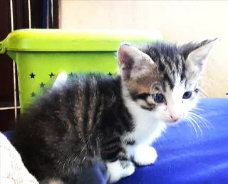 Kittens Available for Sale