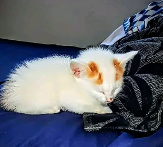 Kittens Available for Sale