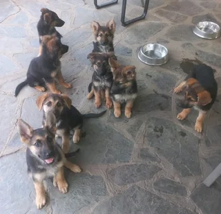 Purebred German Shepherd Puppies for Sale