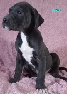 Great Dane Puppies