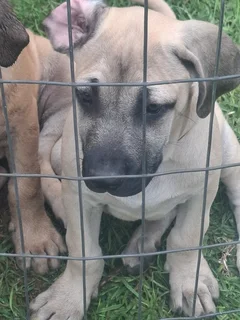 Puppies for sale