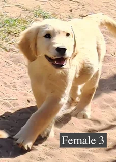 Golden Retriever Puppies