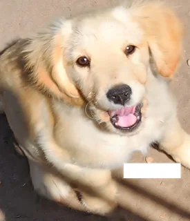 Golden Retriever Puppies