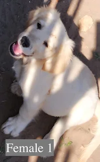 Golden Retriever Puppies