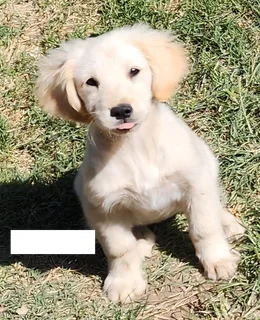 Golden Retriever Puppies
