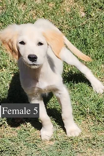 Golden Retriever Puppies