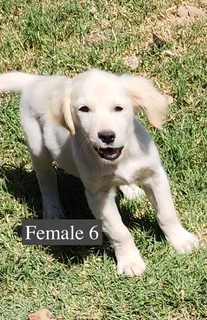 Golden Retriever Puppies
