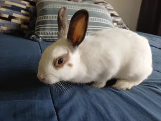 Bunny - Ad posted by Ilze Pohl