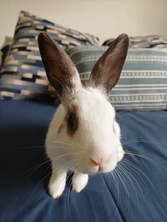 Bunny - Ad posted by Ilze Pohl