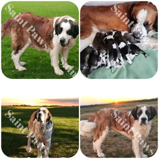 Saint Bernard puppies