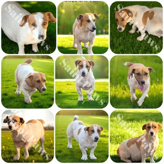 Jack Russell Puppies