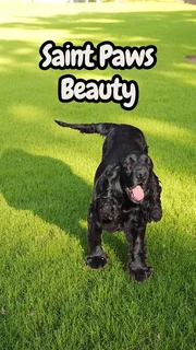 Cocker Spaniel