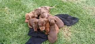 Dachshund puppies for sale