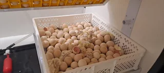 Incubator and Hatchery