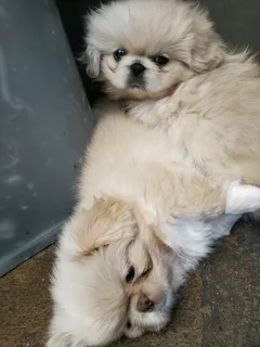 Pure Pekingese puppies