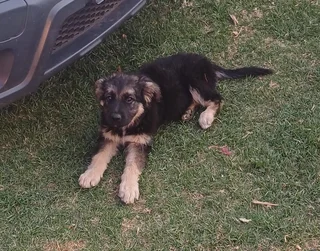 ✨ German Shepherd Cross Puppies Ready for Loving Homes! ✨