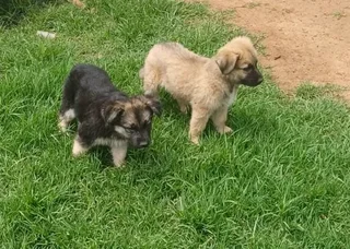 German Shepherd Cross Puppies Ready Now!