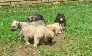 German Shepherd Cross Puppies Ready Now!
